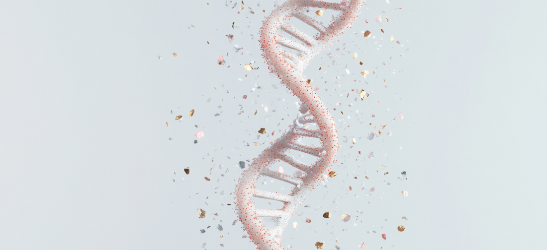 Гідролізований колаген і колагенові пептиди — що це і чим вони відрізняються?